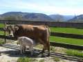 Blanco como su desayuno