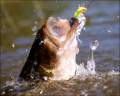 Pesca en los pantanos